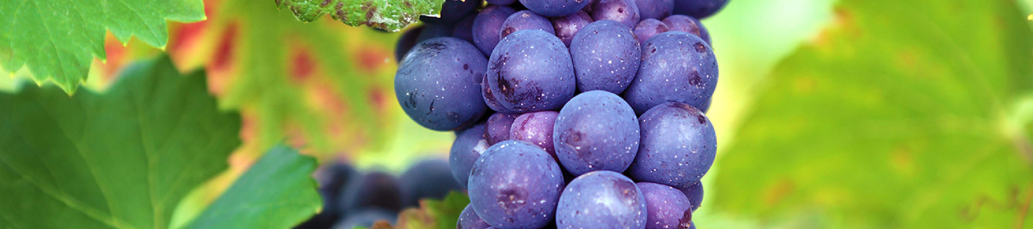 Baner Grapes